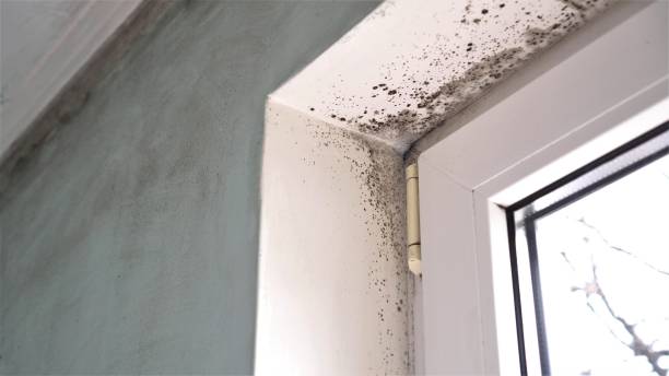 Best Mold Cleaning Services  in El Macero, CA