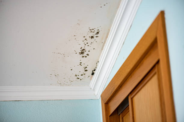 Best Local Mold Removal Service  in El Macero, CA