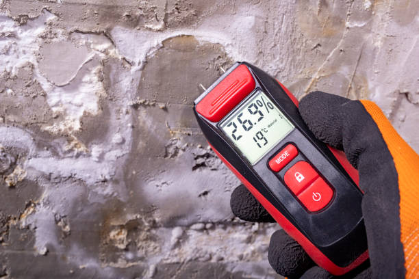 Office Mold Removal Services in El Macero, CA