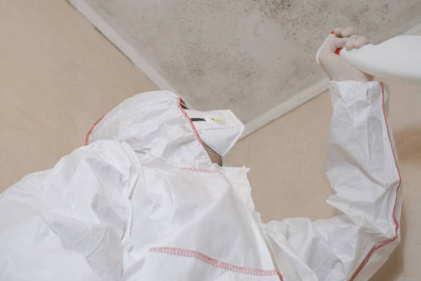 Best Mold Removal Near Me  in El Macero, CA