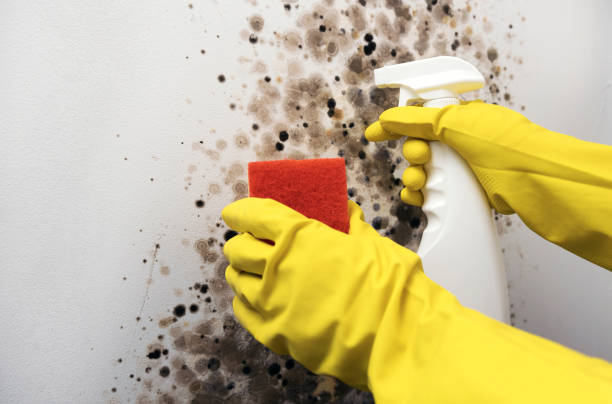 Best Mold Cleaning Services  in El Macero, CA