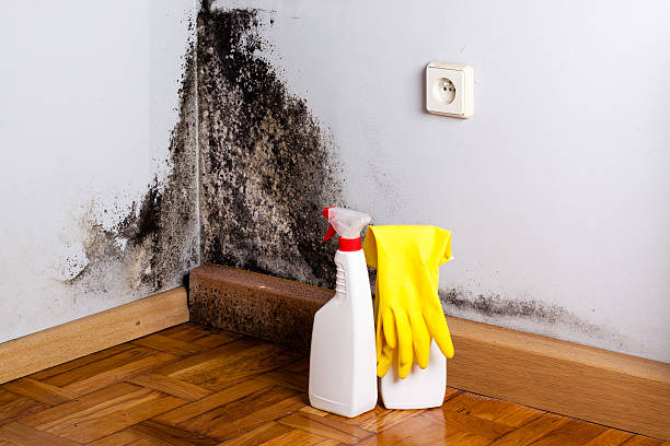 Best Mold Removal Process  in El Macero, CA
